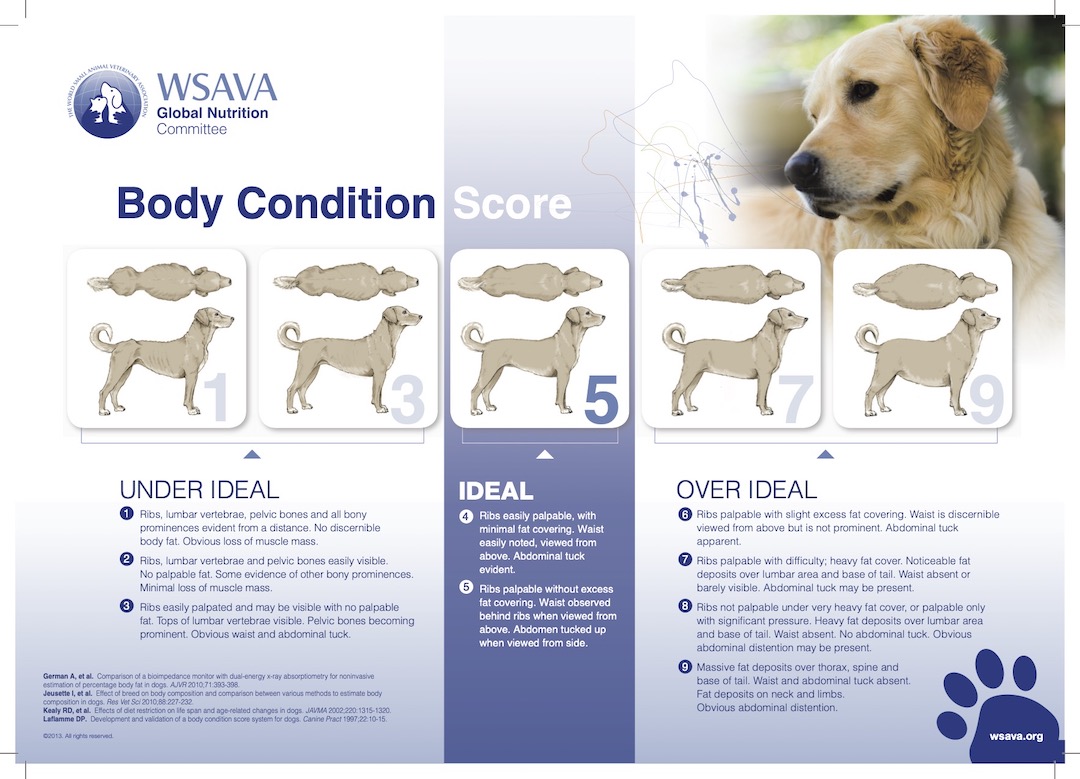 Body Condition Score